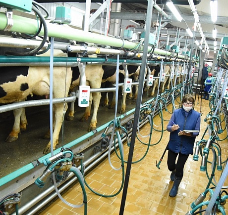 Молочная ферма «АГРОЭКО» — в лидерах по продуктивности в Воронежской области