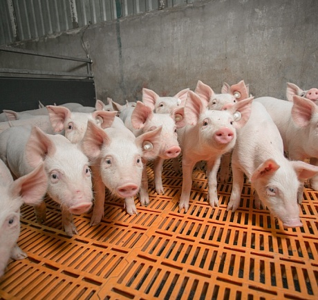 АГРОЭКО увеличила производство свинины за год почти на 50 тысяч тонн